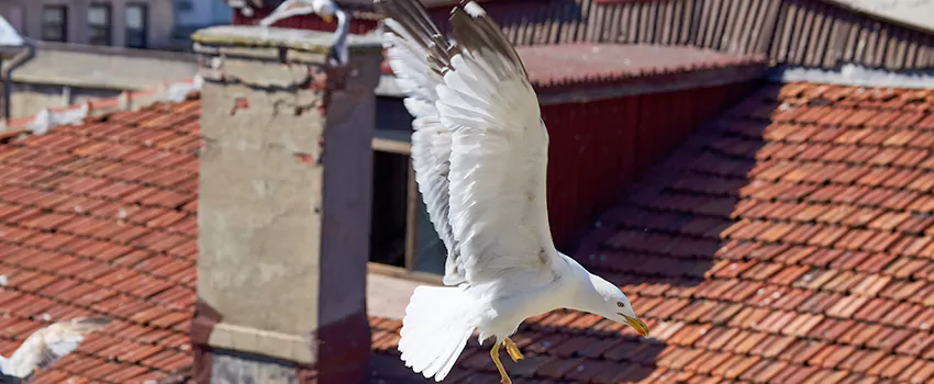 Residential Chimney Animal Removal Solution in Commerce City, CO