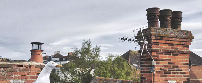 Chimney Cleaning And Restoration in Commerce City, Colorado